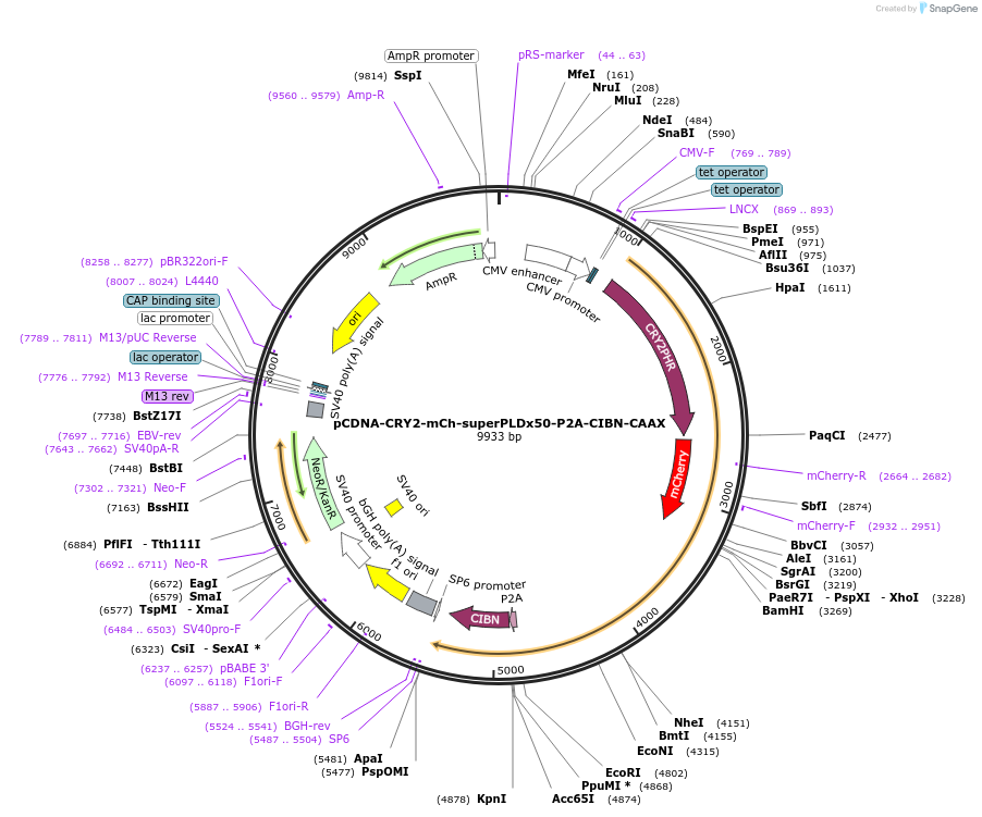 188993-plasmid-map-sequence-id-371646