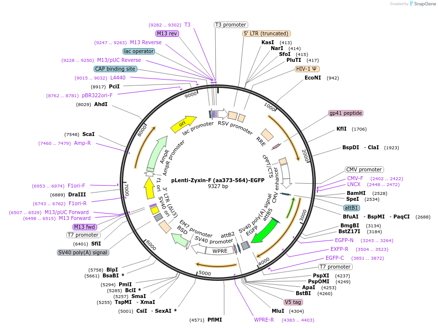 187698-plasmid-map-sequence-id-371817