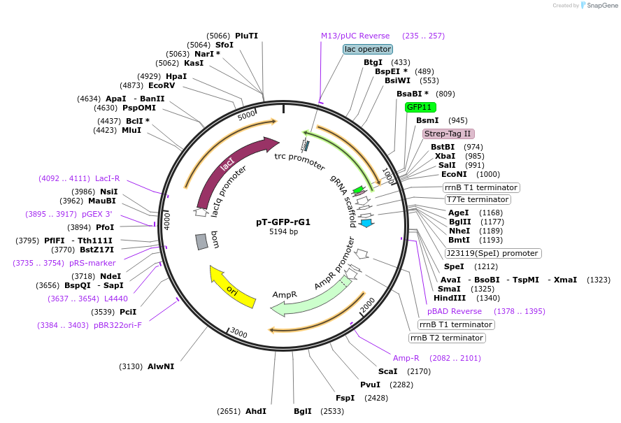 188967-plasmid-map-sequence-id-371818