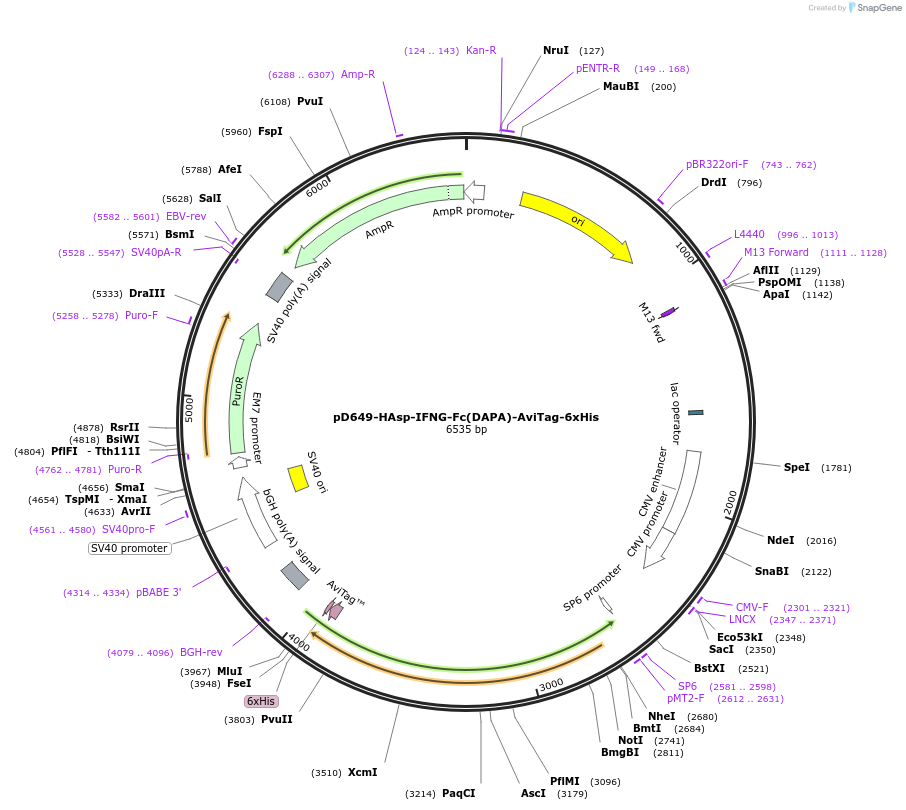 156535-plasmid-map-sequence-id-371822