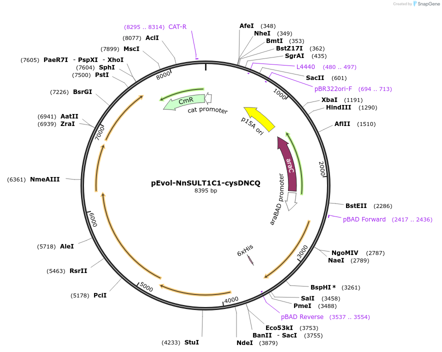 188983-plasmid-map-sequence-id-371914