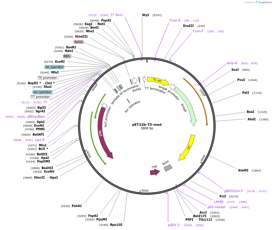 188998-plasmid-map-sequence-id-371916