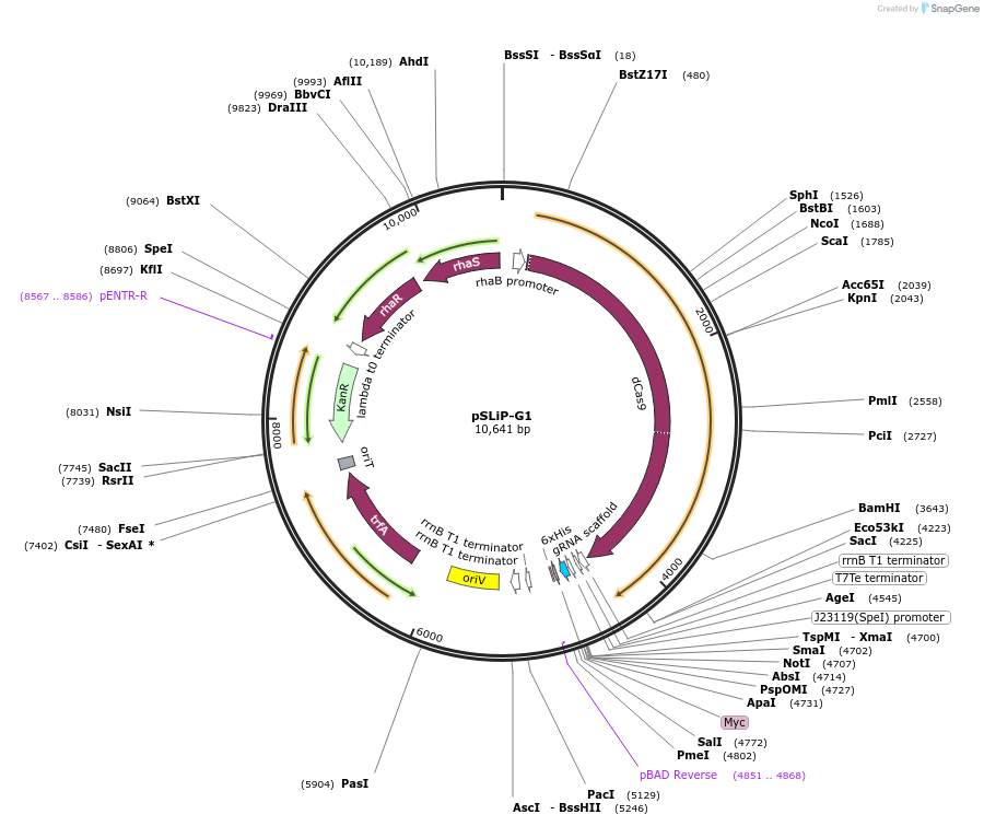 188963-plasmid-map-sequence-id-371923