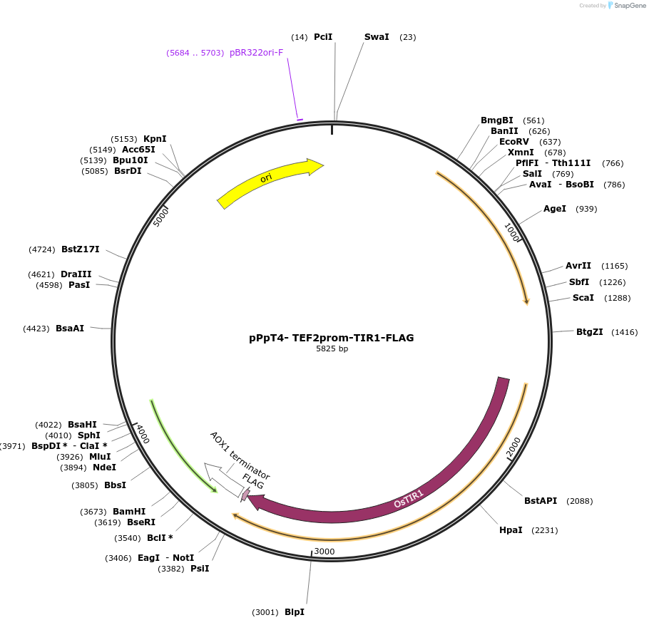 189726-plasmid-map-sequence-id-371927