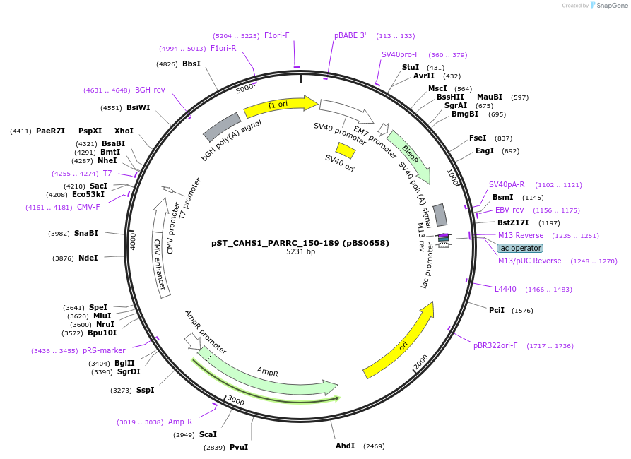 185201-plasmid-map-sequence-id-371928