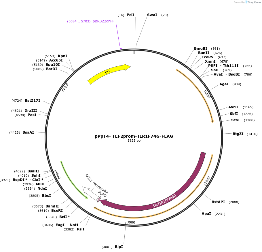 189727-plasmid-map-sequence-id-371931