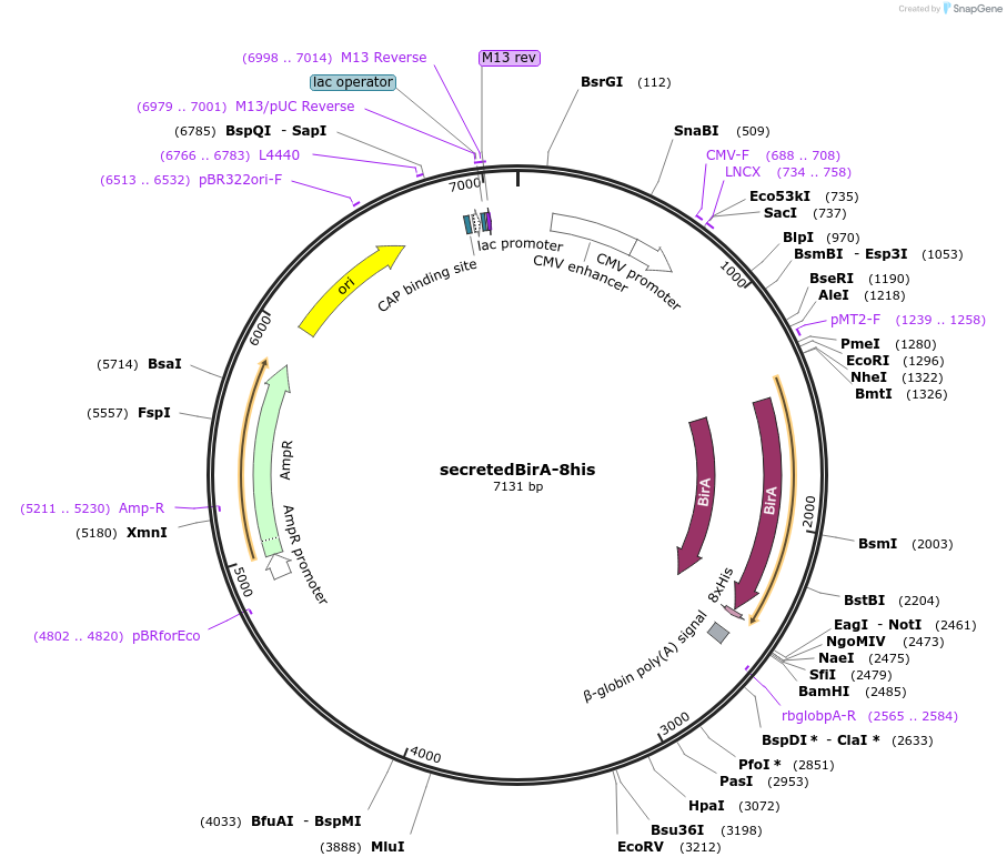 32408-plasmid-map-sequence-id-37198