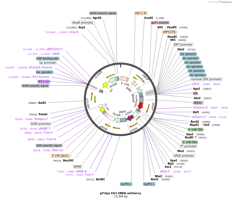 187295-plasmid-map-sequence-id-371995