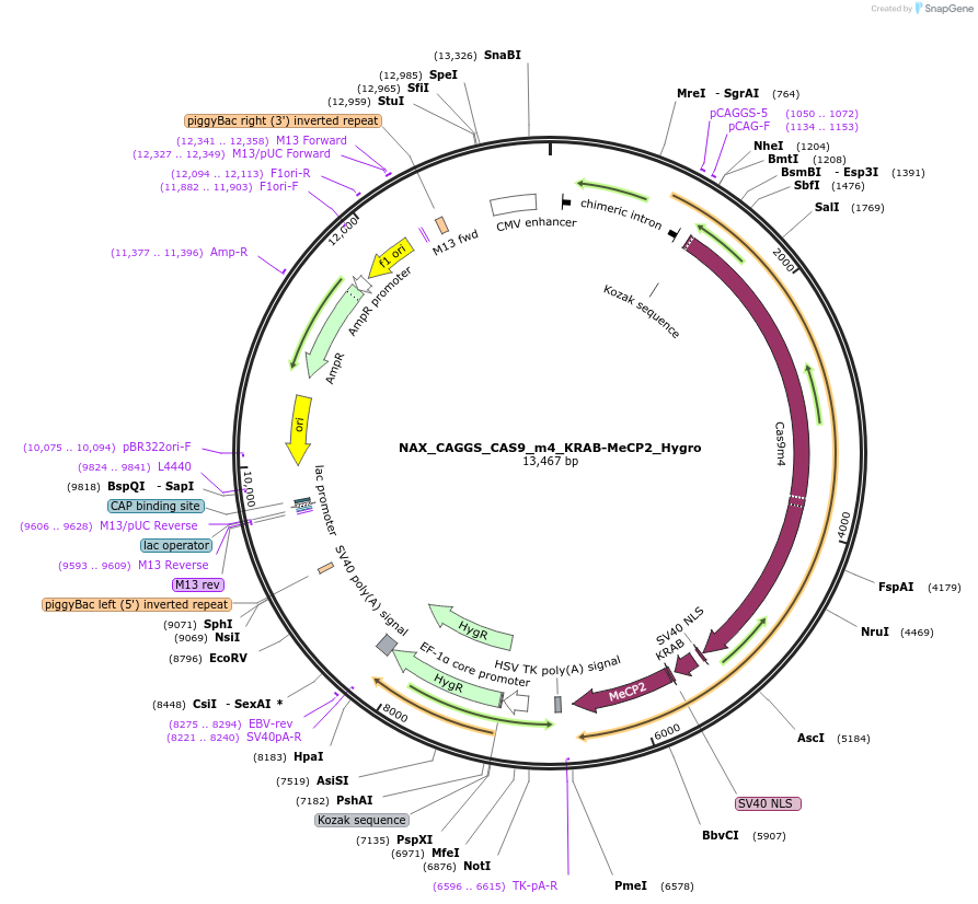 167899-plasmid-map-sequence-id-372004