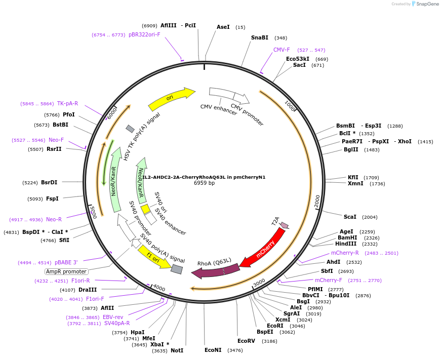 187292-plasmid-map-sequence-id-372005