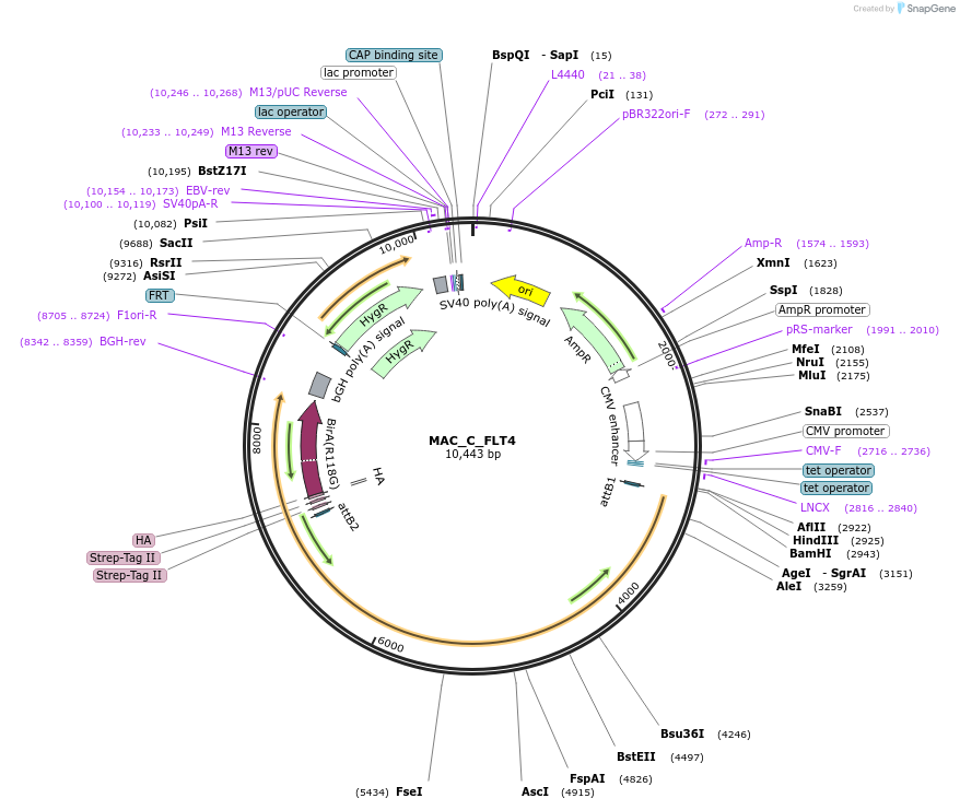 187769-plasmid-map-sequence-id-372012