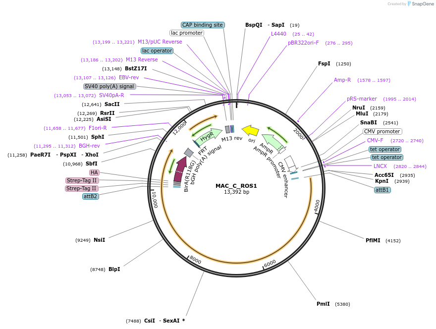 187766-plasmid-map-sequence-id-372013
