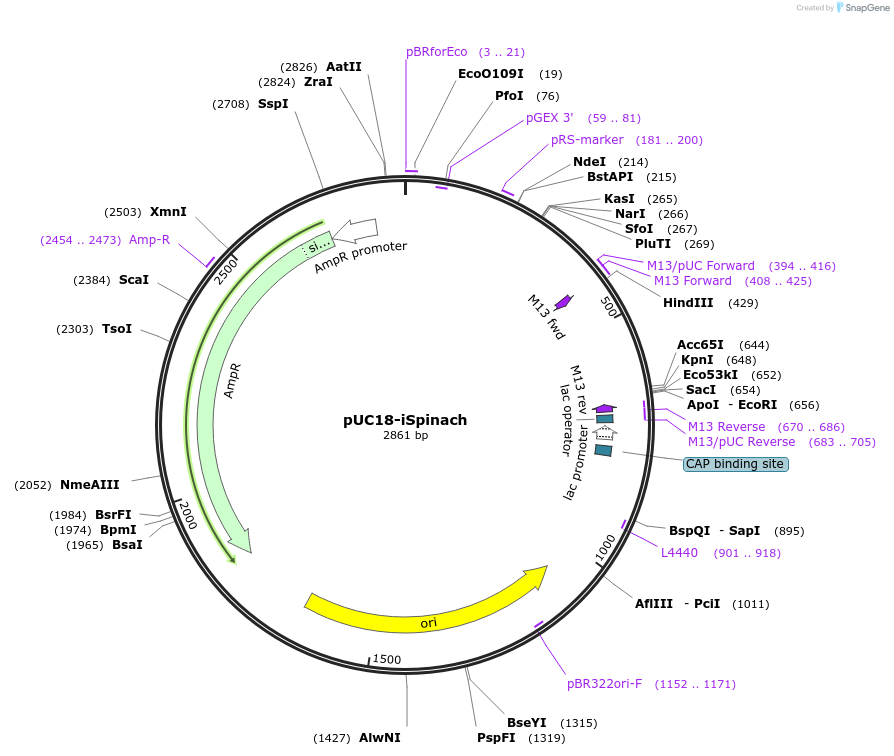 186053-plasmid-map-sequence-id-372018