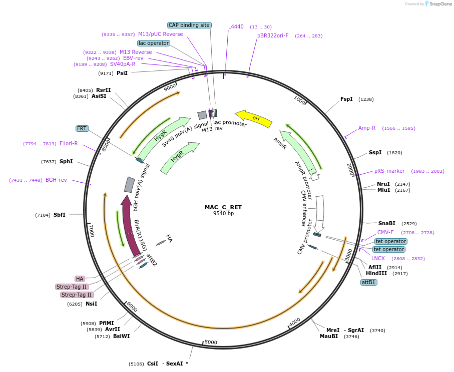 187775-plasmid-map-sequence-id-372019