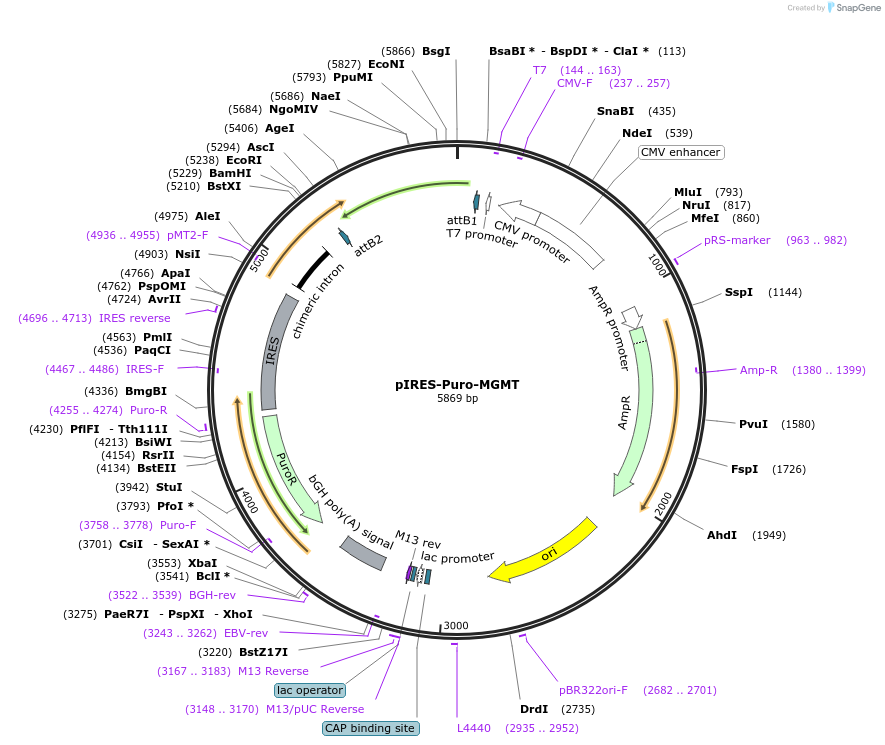 187654-plasmid-map-sequence-id-372020