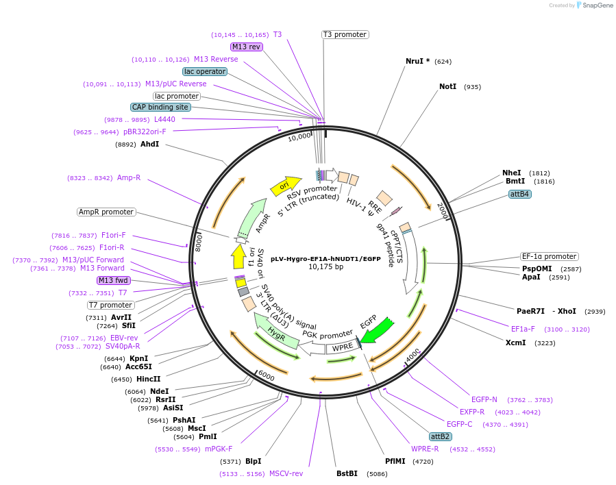 187035-plasmid-map-sequence-id-372023