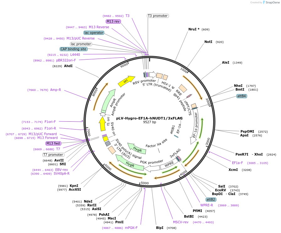187036-plasmid-map-sequence-id-372024