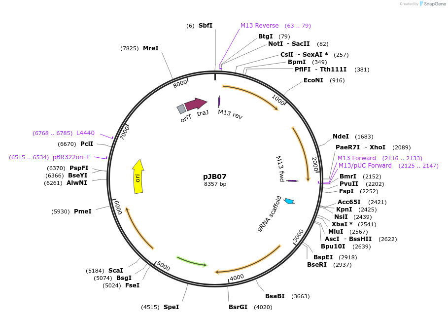 190481-plasmid-map-sequence-id-372027