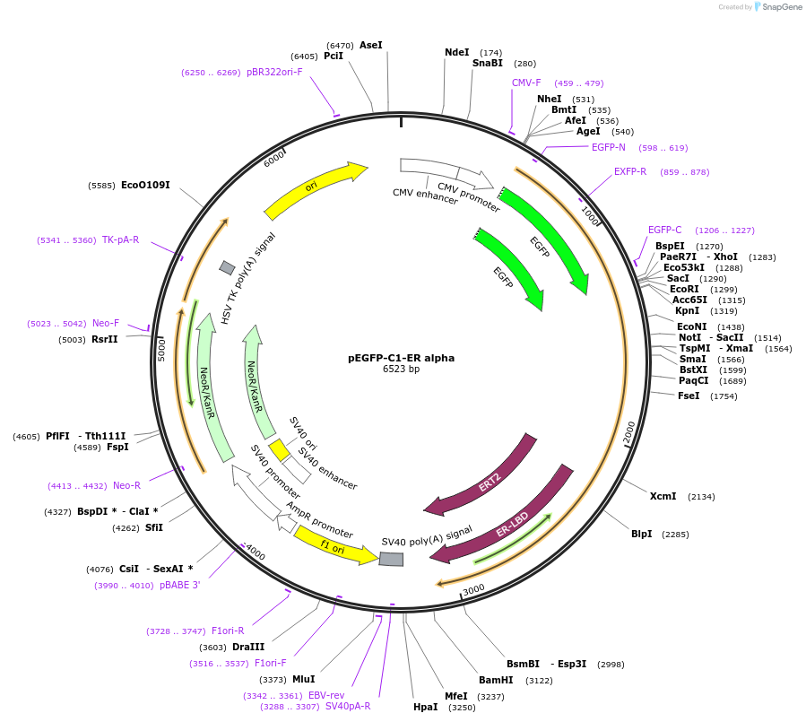 28230-plasmid-map-sequence-id-372031