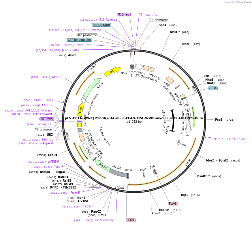187612-plasmid-map-sequence-id-372035