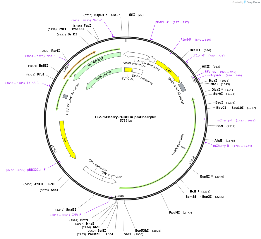 187286-plasmid-map-sequence-id-372097