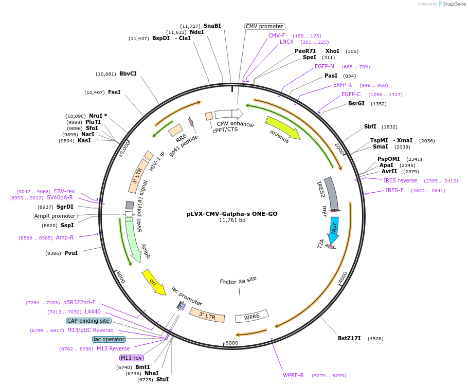 189731-plasmid-map-sequence-id-372098