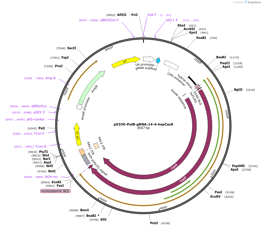 187206-plasmid-map-sequence-id-372188