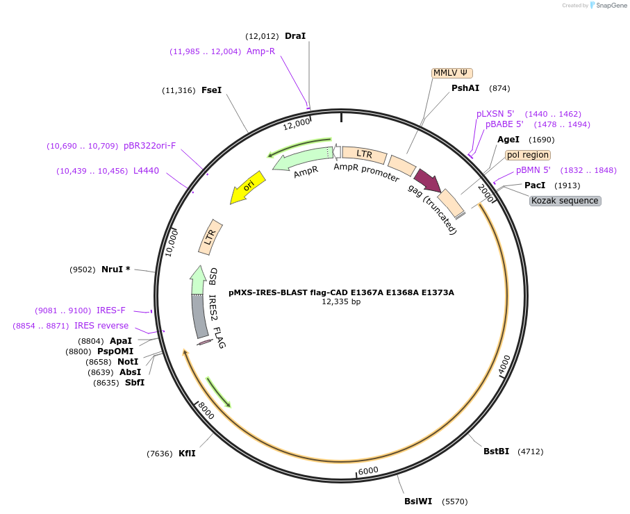 188144-plasmid-map-sequence-id-372202