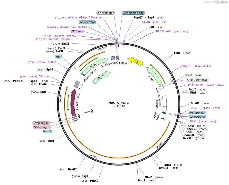 187784-plasmid-map-sequence-id-372208