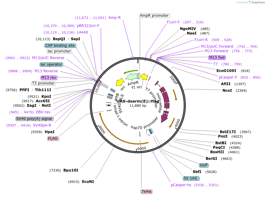 187871-plasmid-map-sequence-id-372226