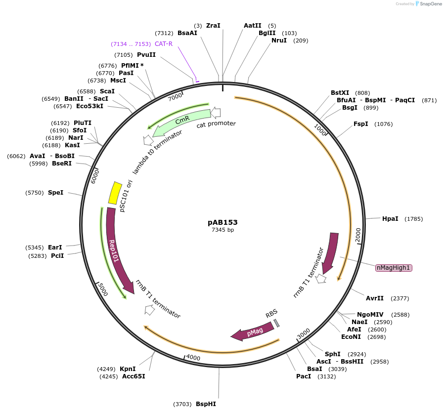 101664-plasmid-map-sequence-id-372243