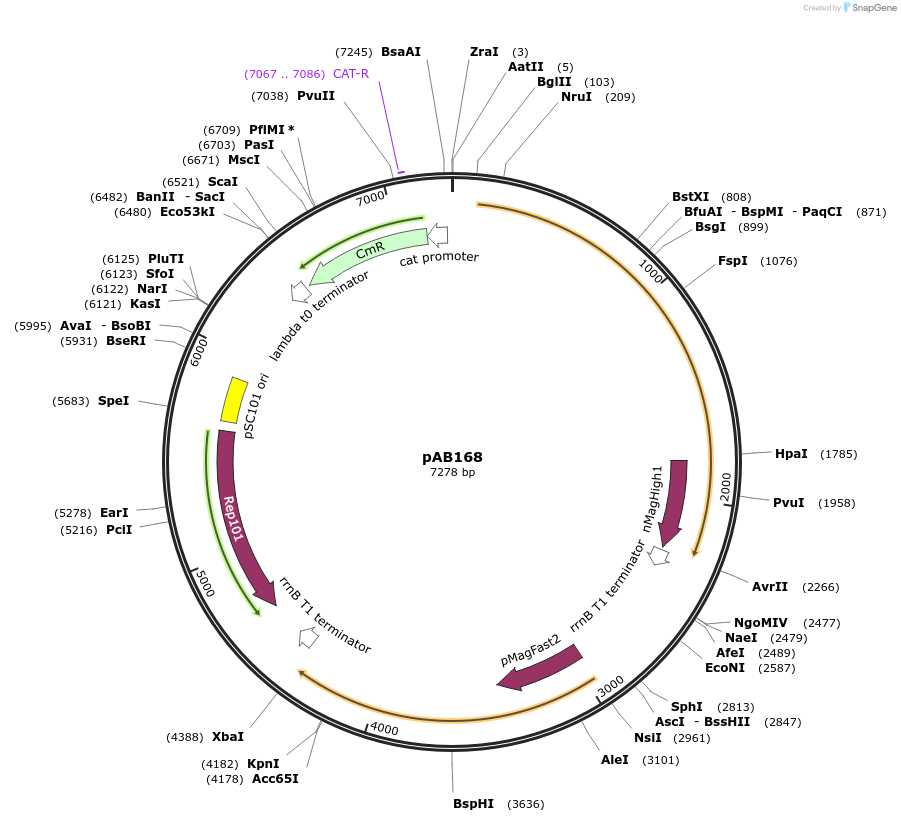 101671-plasmid-map-sequence-id-372244