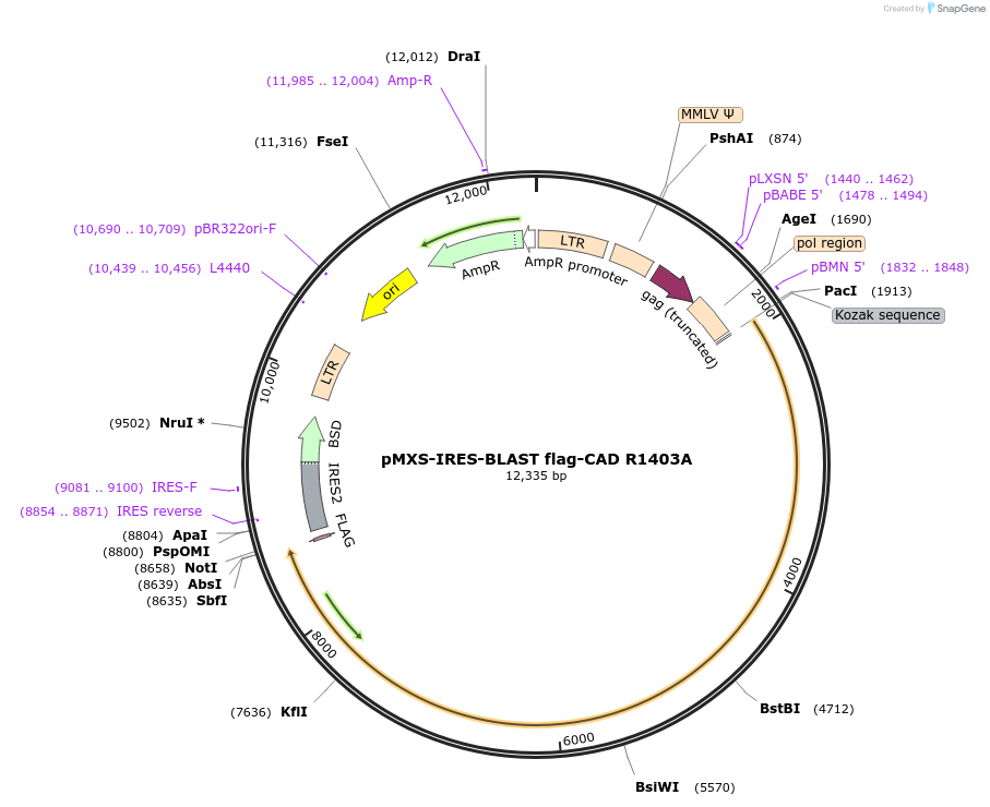 188132-plasmid-map-sequence-id-372276