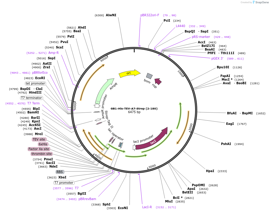190067-plasmid-map-sequence-id-372279