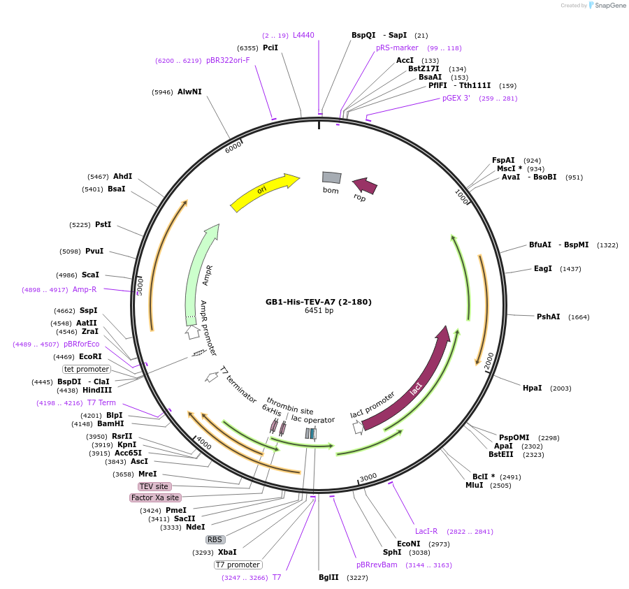 190066-plasmid-map-sequence-id-372283