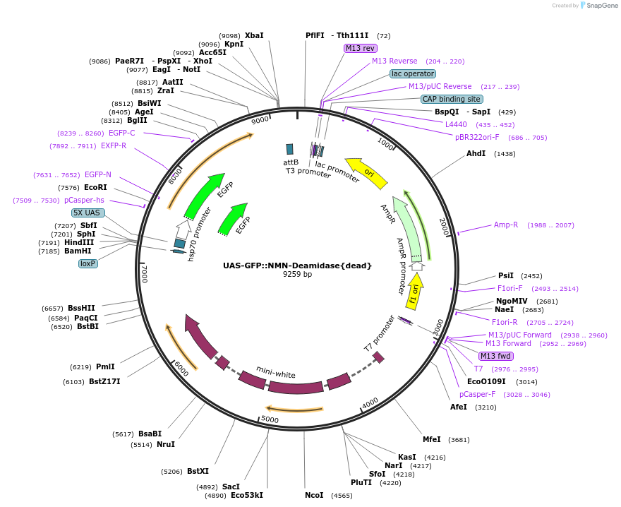 187869-plasmid-map-sequence-id-372286