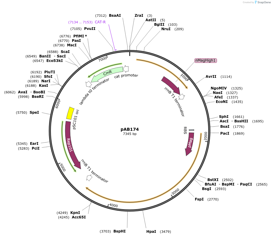 101673-plasmid-map-sequence-id-372293