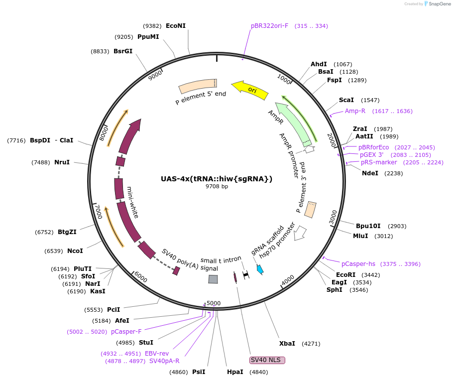 187884-plasmid-map-sequence-id-372294