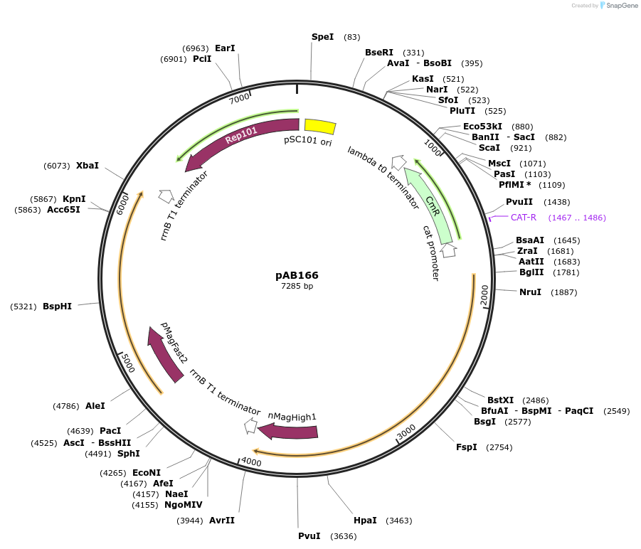 101668-plasmid-map-sequence-id-372297