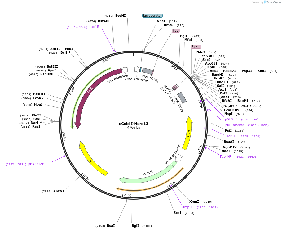 187929-plasmid-map-sequence-id-372316