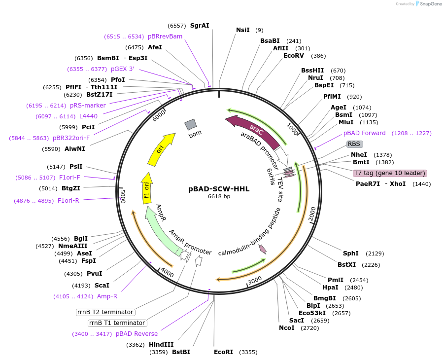 190627-plasmid-map-sequence-id-372329