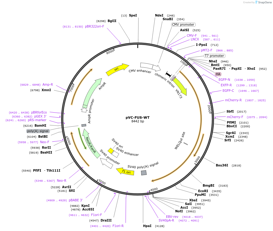 175066-plasmid-map-sequence-id-372335