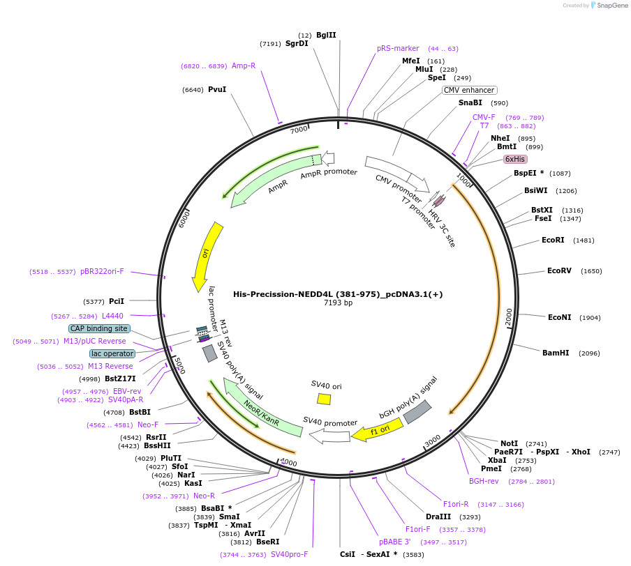 187725-plasmid-map-sequence-id-372337