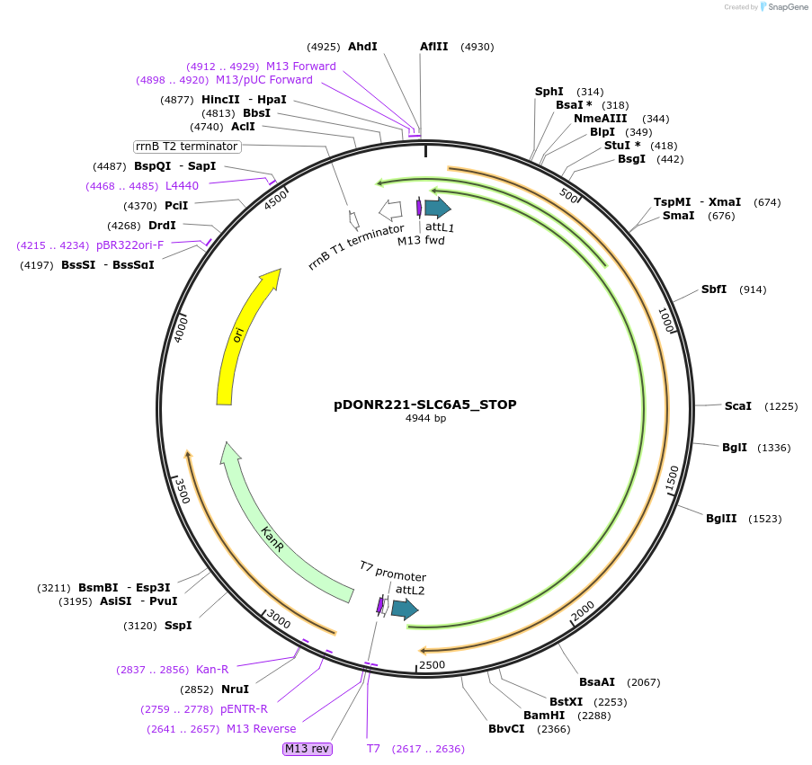 161350-plasmid-map-sequence-id-372340