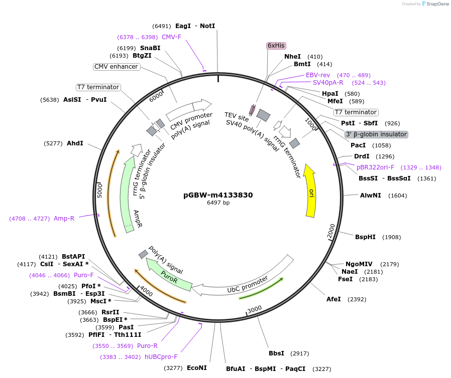 152457-plasmid-map-sequence-id-372343