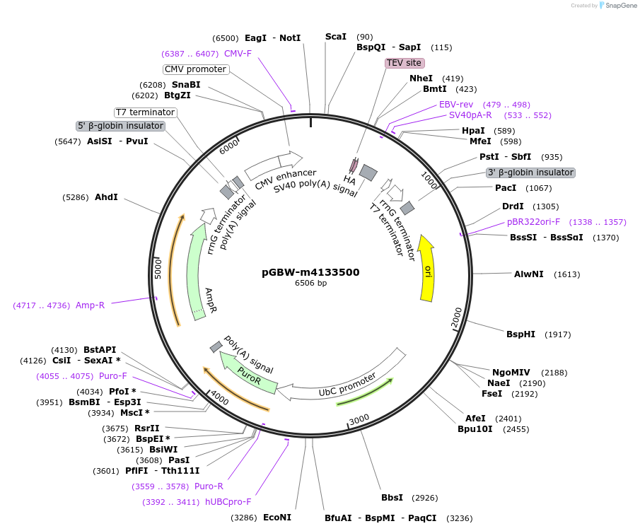 152972-plasmid-map-sequence-id-372345