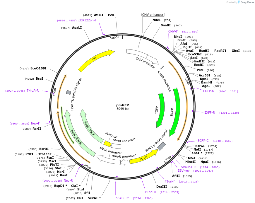 188451-plasmid-map-sequence-id-372346