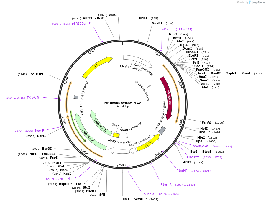 56143-plasmid-map-sequence-id-372347