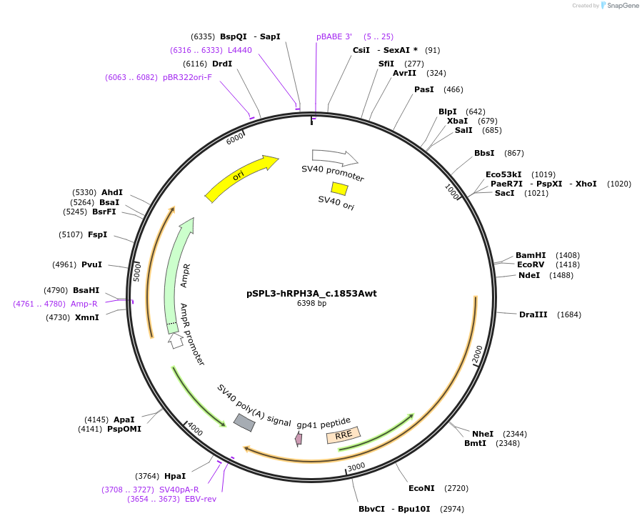 190478-plasmid-map-sequence-id-372348