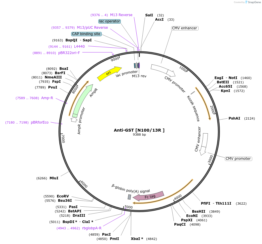 188214-plasmid-map-sequence-id-372352